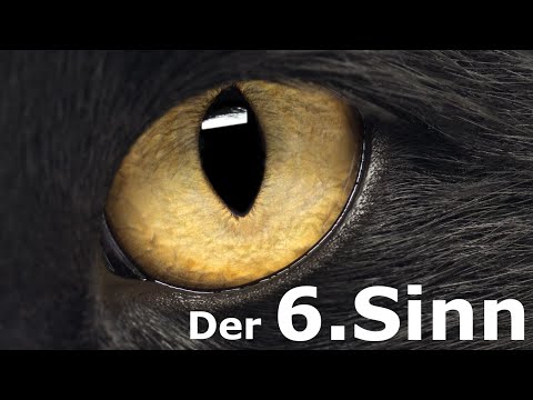 Video: Können Tiere Katastrophen spüren?