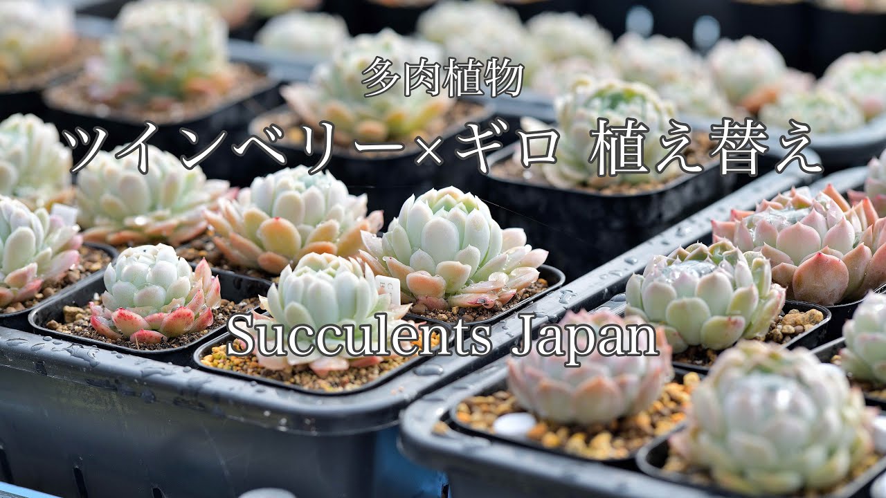 Green House ツインベリー×ギロ 植え替え [多肉植物] - YouTube