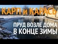 Карп и Карась в Пруду Возле Дома в Конце Зимы