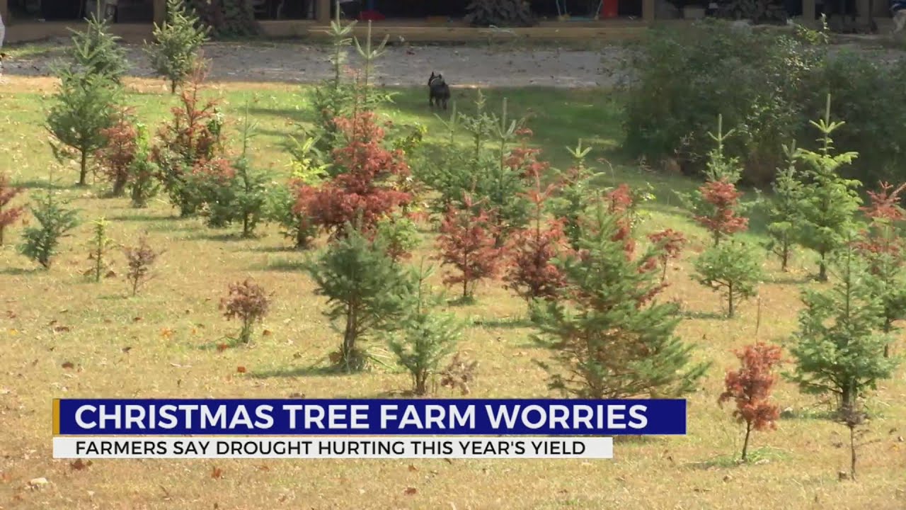 Christmas tree farm worries - YouTube