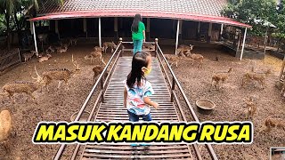 Pixel dan Rex Masuk Kandang Rusa  Kasih Makan Wortel di Mini Zoo