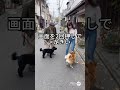 《ハイウエストジーンズの女子 & 犬！路上便でおじいさんの犬と対立✨》#路上便 #お年寄り #牽犬 #日本の街 #コミカル #爆笑 #動物ハプニング #街の正義 #ペットネタ #飼い主のパニック