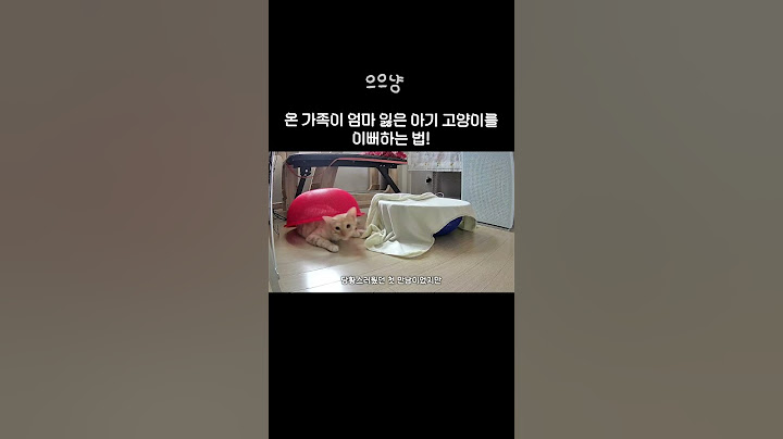 온 가족이 엄마 잃은 아기 고양이를 이뻐하는 법!🍼 #아기고양이 #공동육아