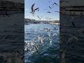 “10 Famous Birds in the World. #wildlife #birds #top10