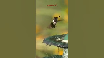 تلاوة مباركة من سورة الفجر . الشيخ رعد محمد الكردي