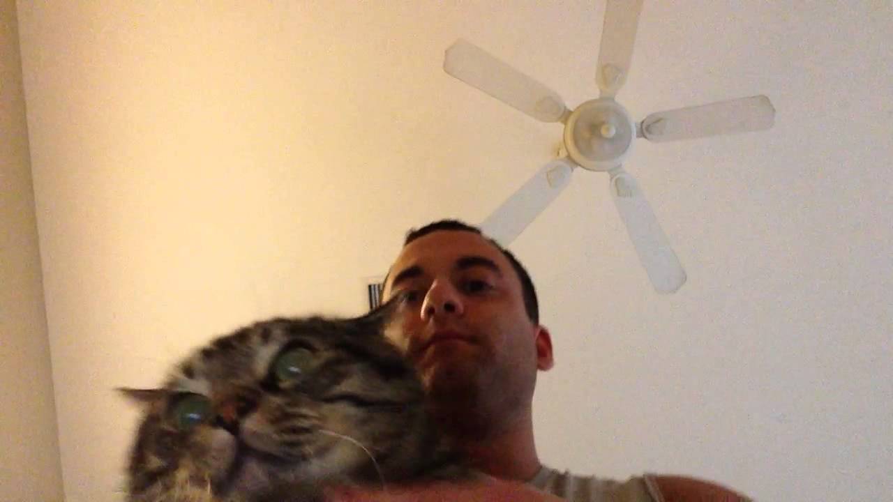 Toonces The Cat Dancing to Watch Me Whip/Nae Nae YouTube