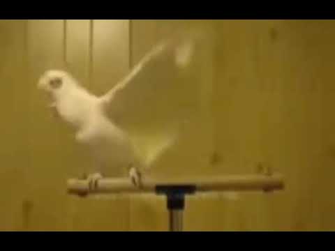 مديح دكيت باب الشيخ عبد القادر