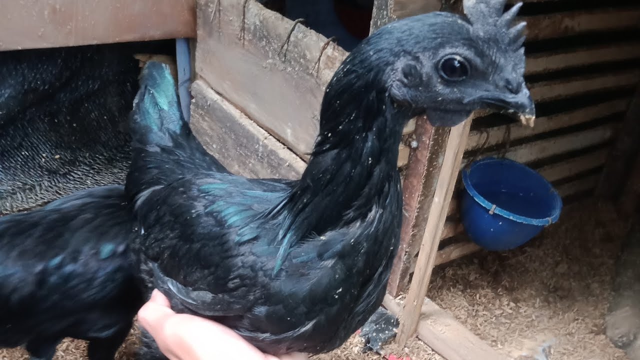 pelihara ayam cemani lidah putih#obatkutu#cairanpembersih #daritembakau