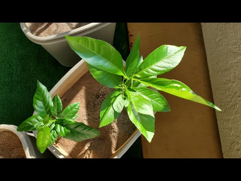 Growing Lemon Trees from Seeds, Days 202-248