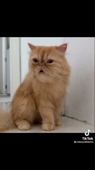 lagi pok Amai amai