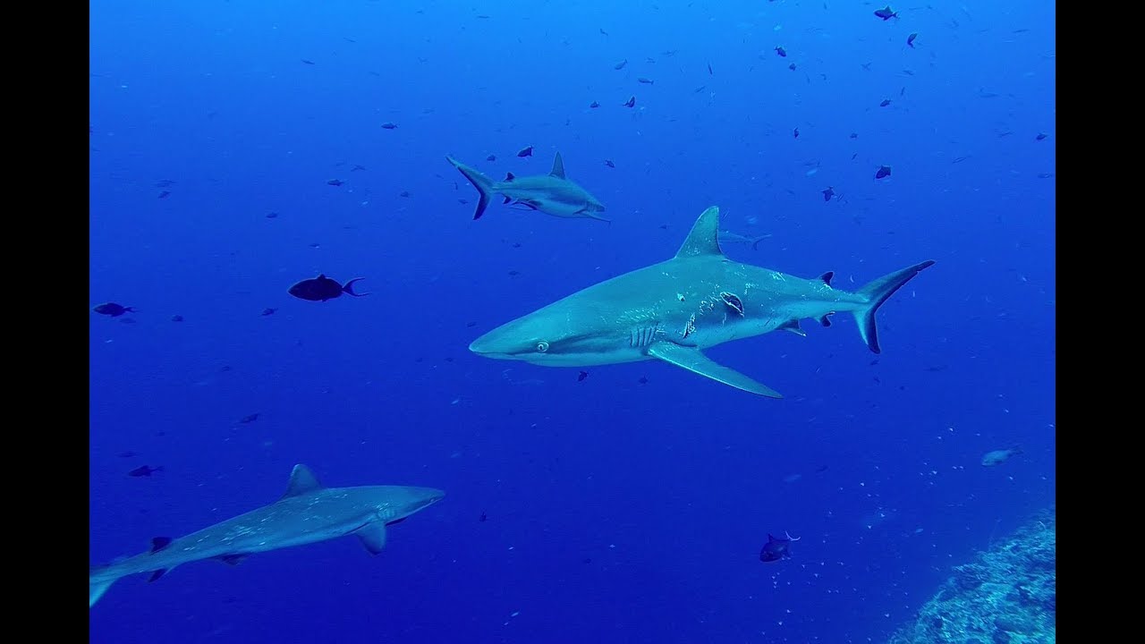 Palau shark paradise 2018