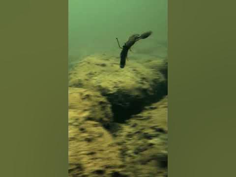 Underwater Lure Videos 