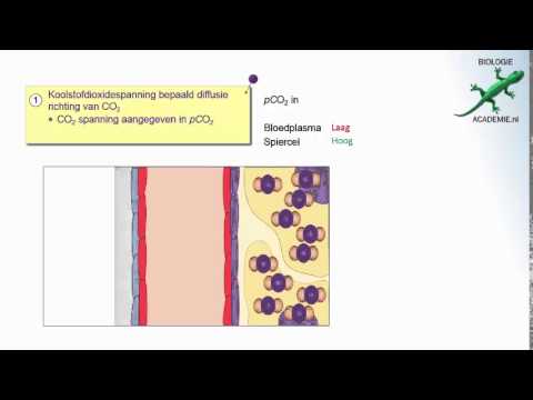 Video: Bevat zuurstofarm bloed koolstofdioxide?