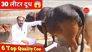 30 लीटर तक दूध वाली 6 गाय ✨ कंग डेयरी फार्म केसरीसिंहपुर का खजाना Sahiwal Rathi Tharparkar & Cross 