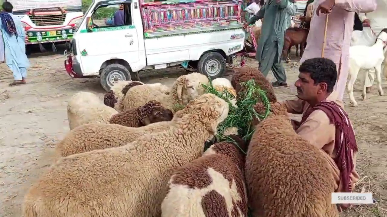 Talhar Bakra Mandi 02 Aug 2025 Update | Bakra Price in Pakistan| goat forming business idea