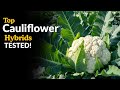 Cauliflower Hybrids Evaluation Block | High Yield Variety Trial by Ignition Seeds