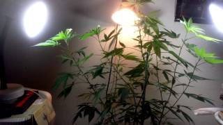 Update on plant and Smoking a blunt* !!!