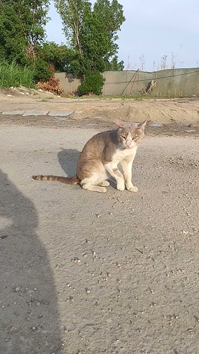 this-limping-stray-cat-suddenly-come-towards-me-shorts-cat