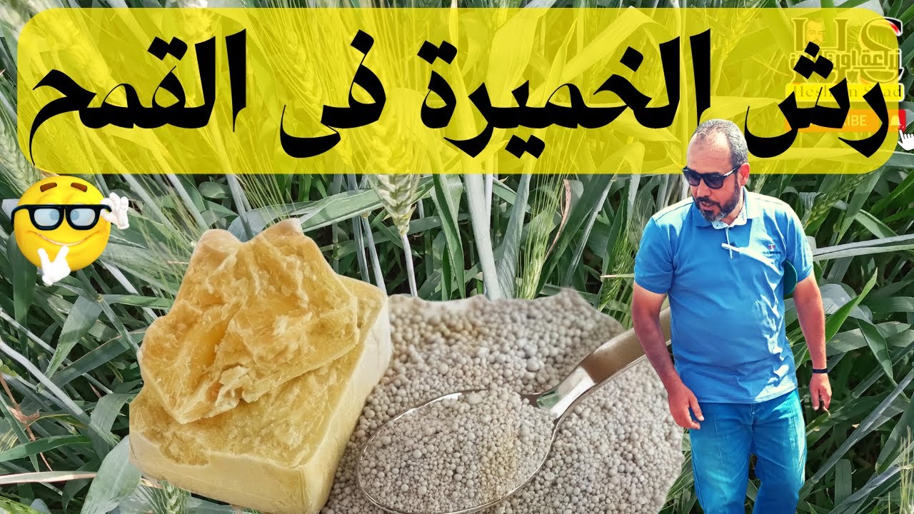 رش الخميرةفى القمح 🌾 /امتى الوقت المناسب للاضافة للحصول على اعلى نمو خضرى