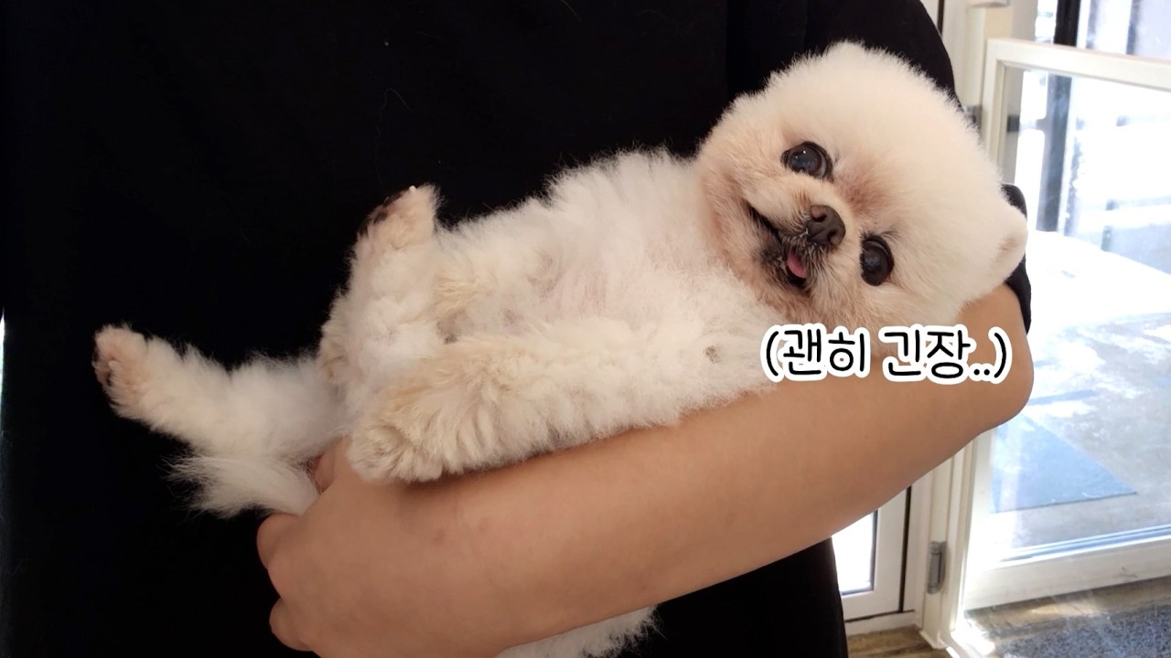 День очень счастливого щенка! Какой счастливый Понгки!