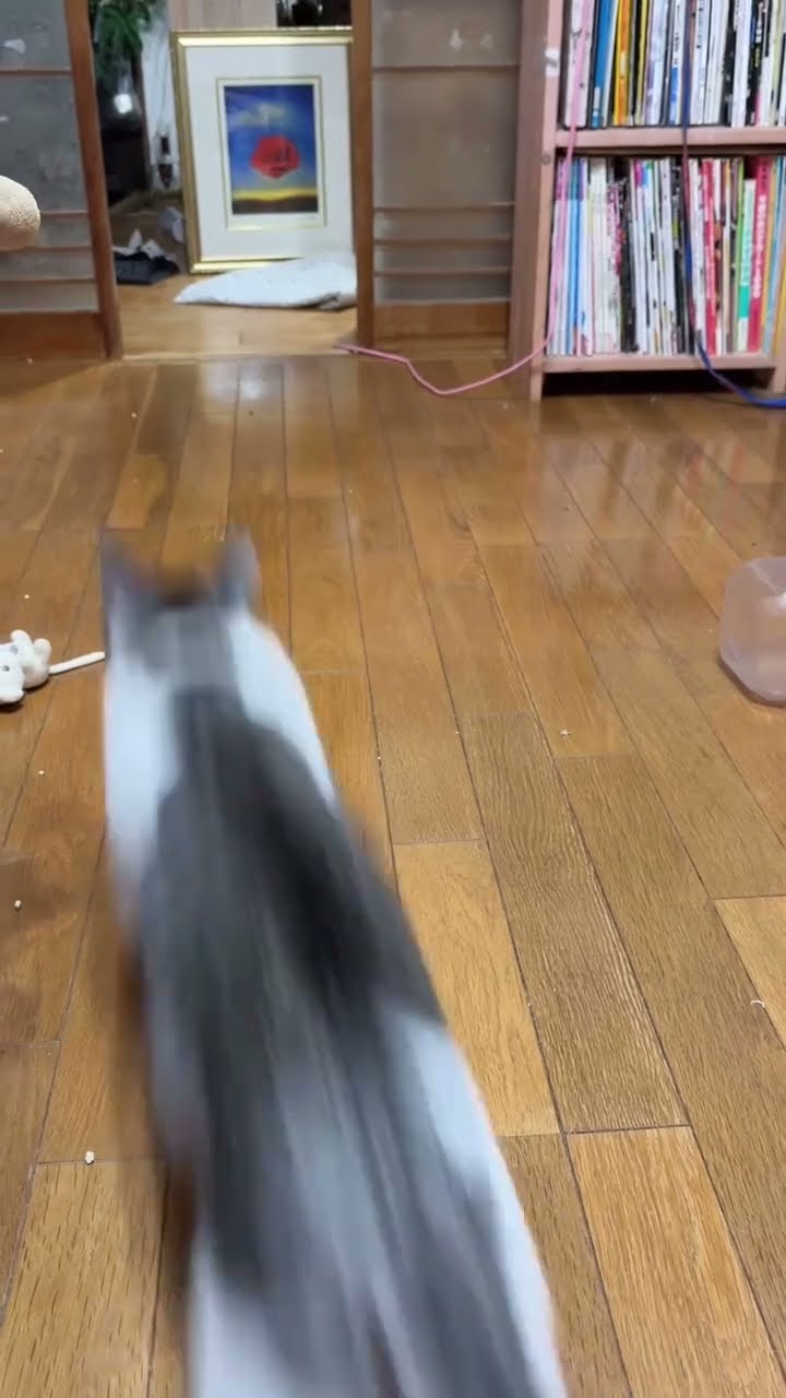 Très drôle le chat