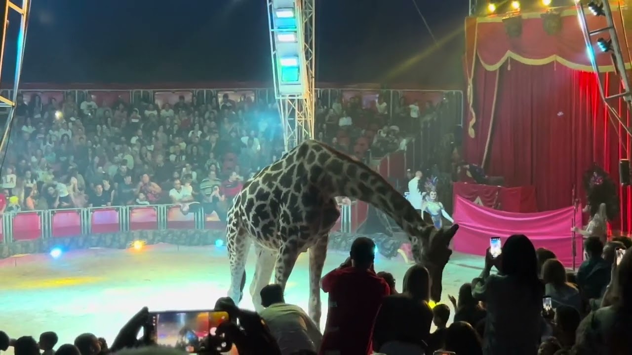 MADAGASCAR Circo Maya Orfei Siracusa 