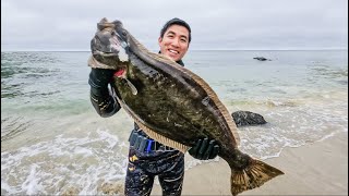 California Spearfishing - Landed a Monster Halibut