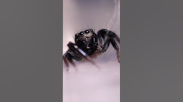 Cute little SPIDER #shorts #jumpingspider #lucasthespider