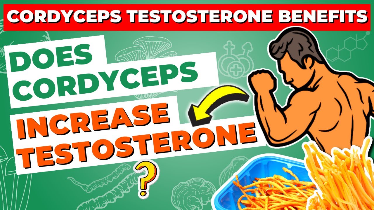 Cordyceps Testosterone Benefits: Does Cordyceps Increase Testosterone?