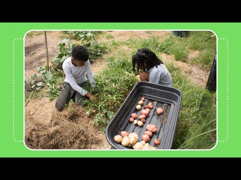 Video: Zon 8 Potatisväxter - Lär dig om potatissorter för zon 8