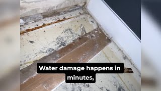 Celebrity Mold Timeline After Water Damage: Hour-by-Hour Growth Patterns Wealth