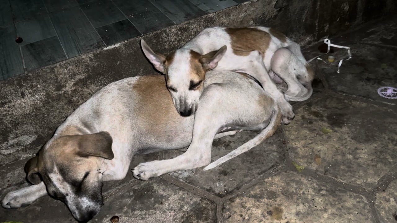 Puppy is sleeping well.
