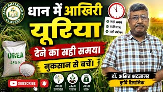 धान में आखिरी यूरिया कब और कितनी डालें। नुकसान से बचें।