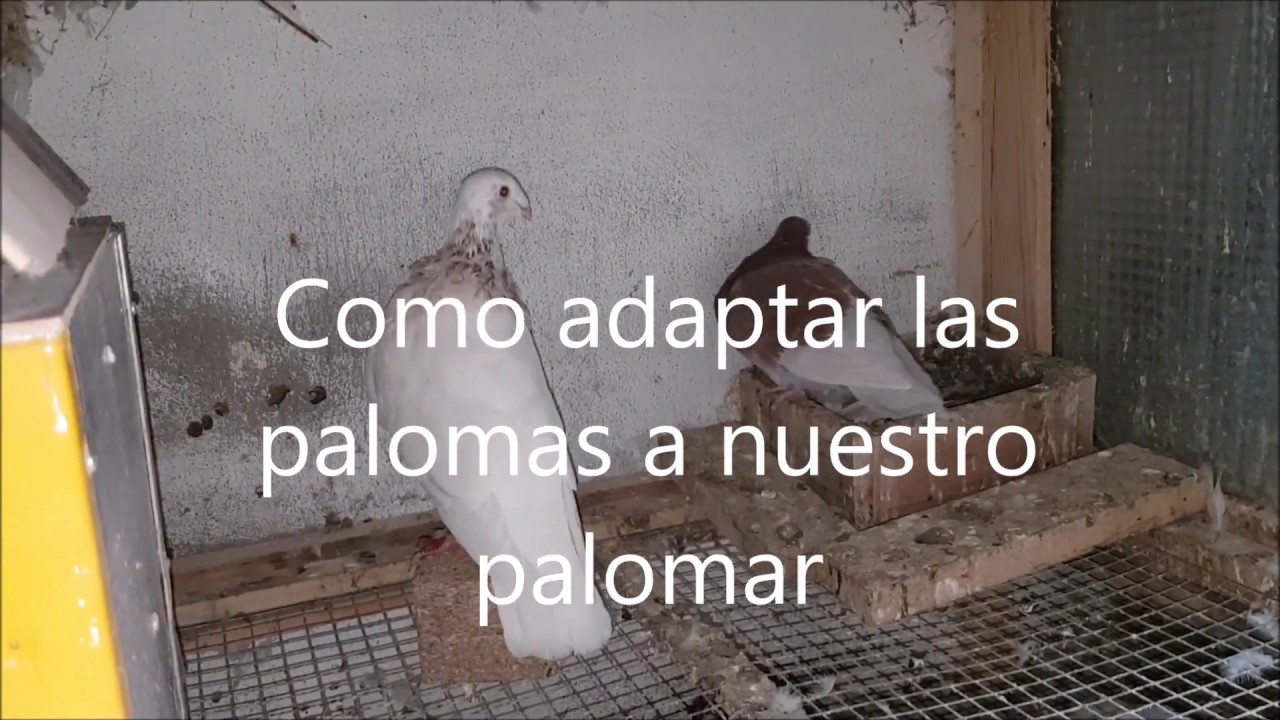 Palomas - como adaptarlas a nuestro palomar