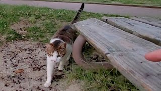 公園のベンチに座っていたら野良猫がモフられにやって来た