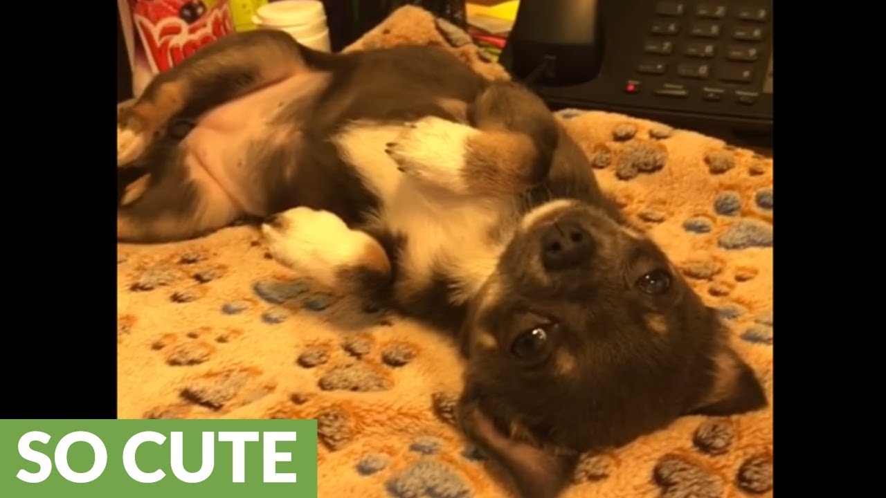 Adorable Puppy Takes Nap On Office Desk Youtube