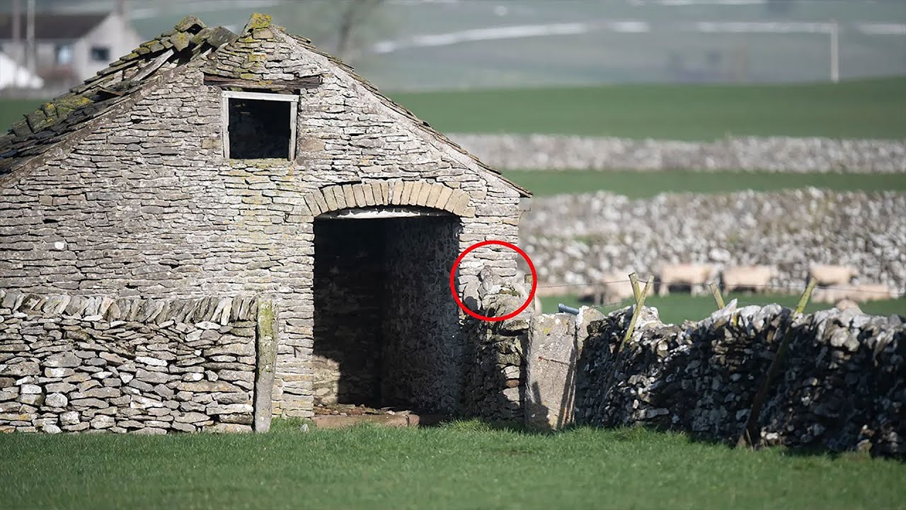 Two owls are spotted hiding in plain sight Can you find them? YouTube
