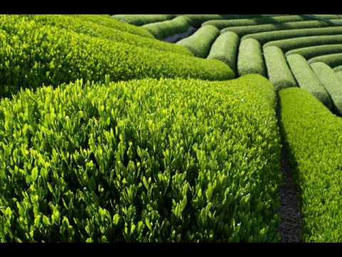 Robsounds — Robsounds - Green One (Undo Remix)
