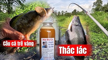 Câu trê vàng rừng U Minh Thượng (tập 229)#huukhuynhkiengiang