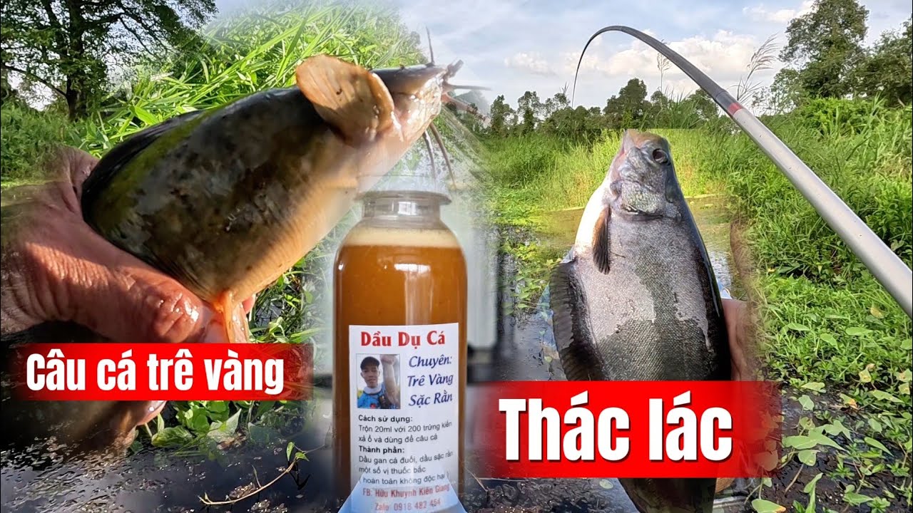 Câu trê vàng rừng U Minh Thượng (tập 229)#huukhuynhkiengiang