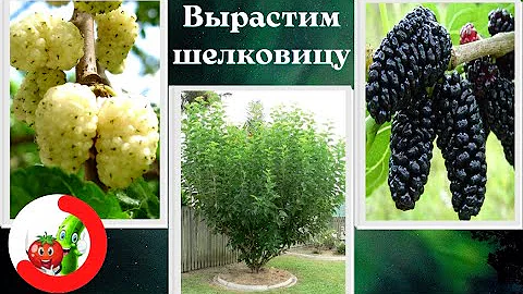 Уход и выращивание шелковицы/тутового дерева.