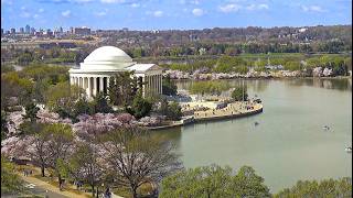 EarthCam Live:  Washington D.C. Cherry Blossoms screenshot 4