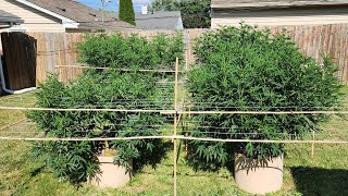 Growing Outdoors w/Dr. Earth- Week 16 | Big Stretch!