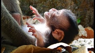 Famous Newborn Monkey Cry Loudly And Very Hungry. MV 0175 Wealth