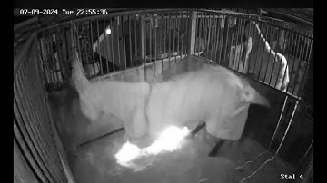 Ball lightning striking a horse!