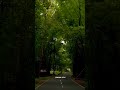 Driving Through Kerala's Magical Forest 🍃 | Athirappilly
