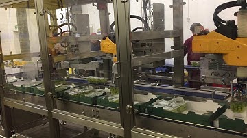 Robotic Pick and Place | Grape Picking and Packing | LAC Conveyors & Automation