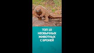 Топ 10 Необычных Животных С Броней #Шортс #Дикиеживотные #Интересное #Топ10 #Shorts #Комарик