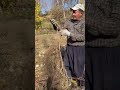 Bertiz Kabarcıkgı fidan dedigin böyle olur...