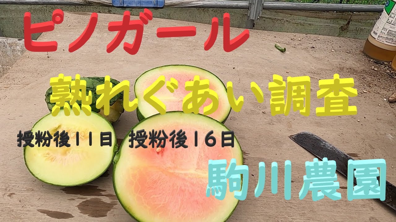 確認どうぞ♥西瓜の皮の色の斑入りです。 Pino Girl Watermelon Ripeness Check, Crow Protection, Komagawa